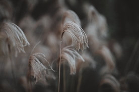 芦苇草丛飞絮图片