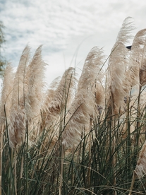 芦苇草丛飞絮图片