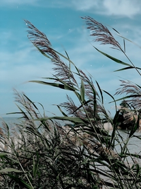 芦苇草丛飞絮图片