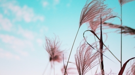 芦苇草丛飞絮图片