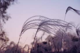 芦苇草丛飞絮图片
