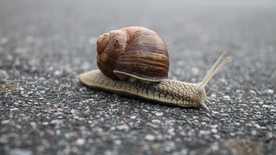 蜗牛微距图片