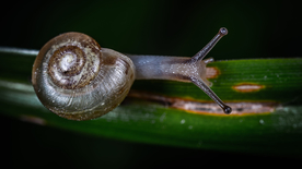 蜗牛微距图片