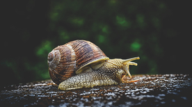 蜗牛微距图片