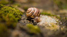 蜗牛微距图片