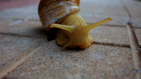 蜗牛微距图片