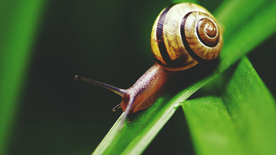 蜗牛微距图片