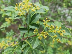 花椒树开花图片
