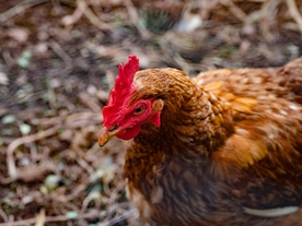 公鸡空山鸟语图片