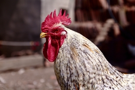 公鸡空山鸟语图片