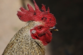 公鸡空山鸟语图片