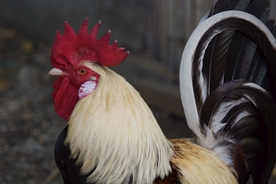 公鸡空山鸟语图片