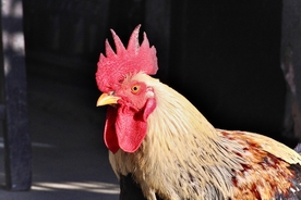 公鸡空山鸟语图片