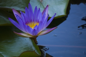 睡莲荷花荷塘图片