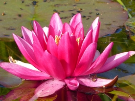 睡莲荷花荷塘图片