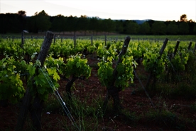 绿色葡萄园图片