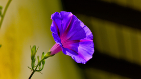 牵牛 牵牛花儿 小清新 清新