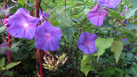 牵牛花清新唯美图片