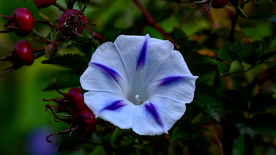 牵牛花清新唯美图片