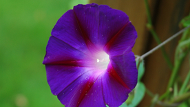 牵牛花清新唯美图片