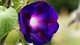 牵牛 牵牛花儿 小清新 清新