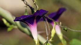 牵牛花清新唯美图片