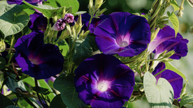 牵牛花清新唯美图片