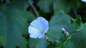 牵牛花清新唯美图片