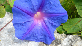 牵牛花清新唯美图片