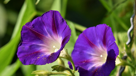 牵牛花清新唯美图片