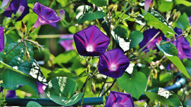 牵牛花清新唯美图片