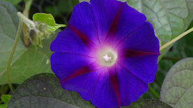 牵牛花清新唯美图片