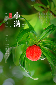 小满季节水果海报