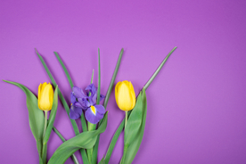 黄色郁金香背景图片