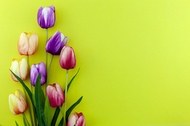 彩色郁金香背景图片