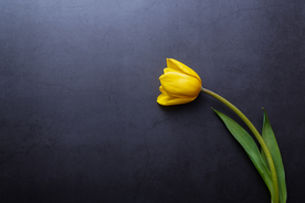 黄色郁金香背景图片