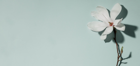 木兰花背景图片