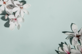 木兰花背景图片