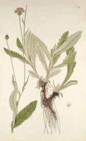 精美绘画草本植物图谱