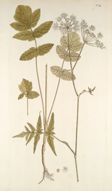 精美绘画草本植物图谱