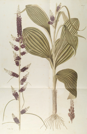 精美绘画草本植物图谱