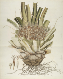 精美绘画草本植物图谱