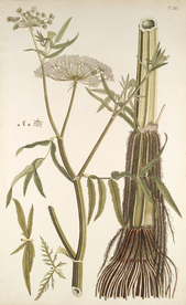 精美绘画草本植物图谱