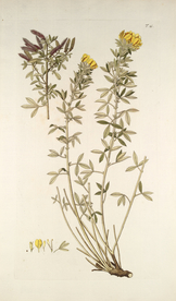 精美绘画草本植物图谱