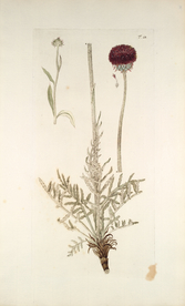 精美绘画草本植物图谱