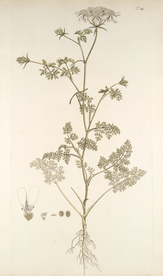 精美绘画草本植物图谱