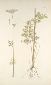 精美绘画草本植物图谱