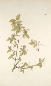 精美绘画草本植物图谱