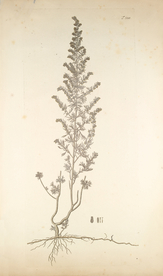 精美绘画草本植物图谱