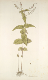 精美绘画草本植物图谱